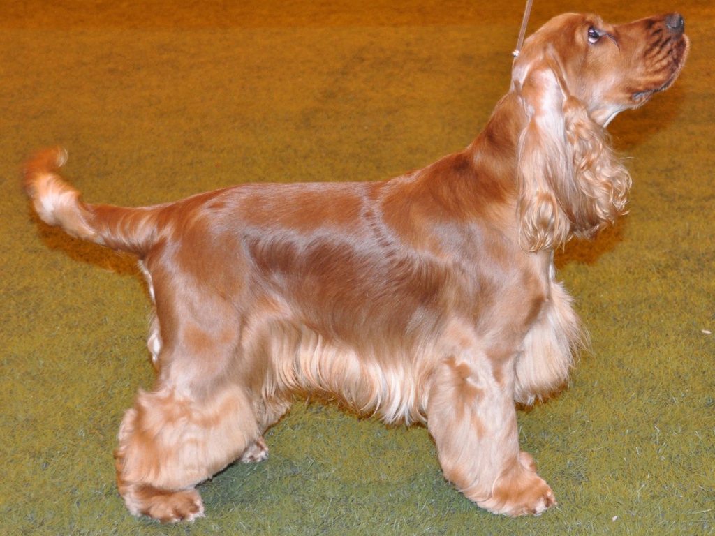 Английский кокер спаниель смотрит на хозяина