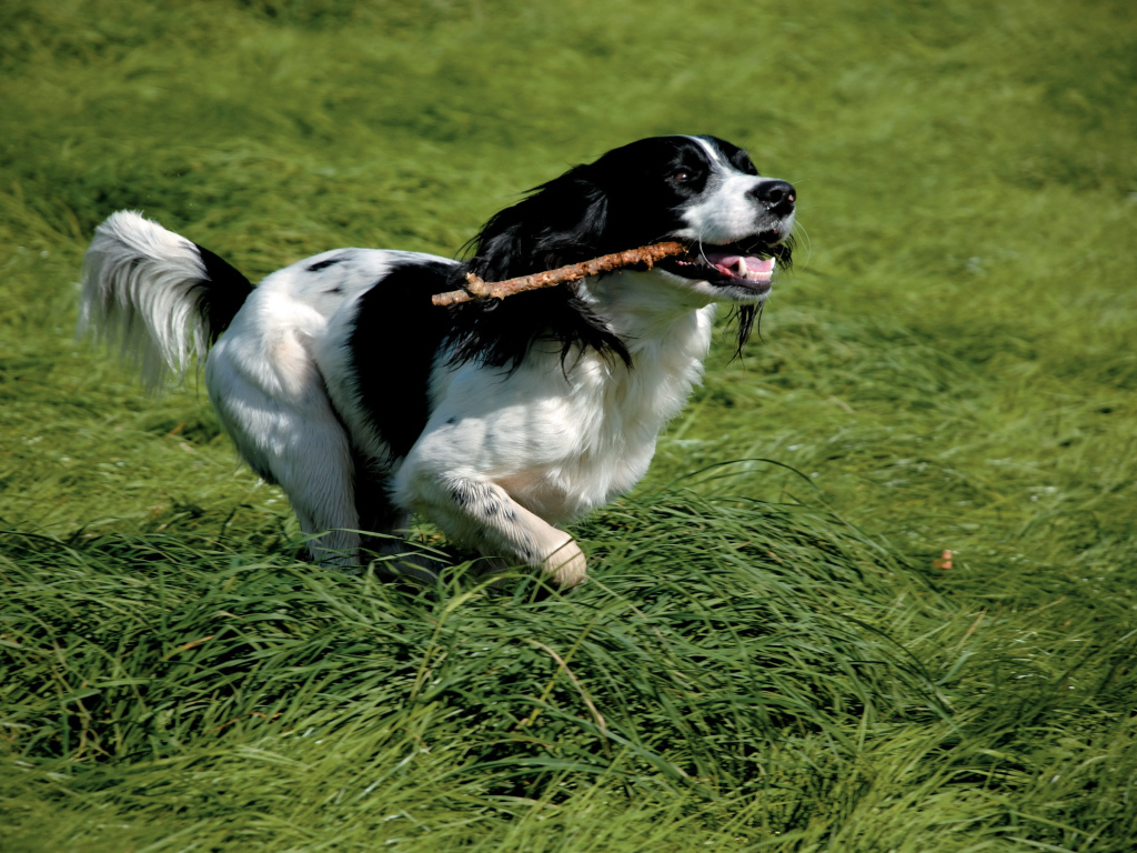 Английский спрингер спаниель с палкой