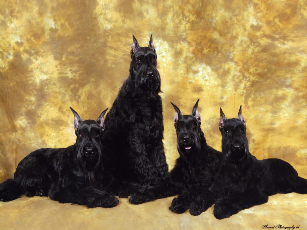 Семья черных шнауцеров