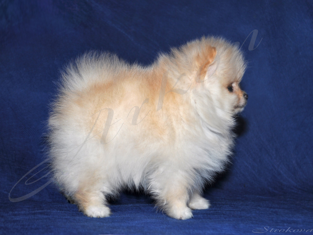 Пушистый белый шпиц на синем фоне