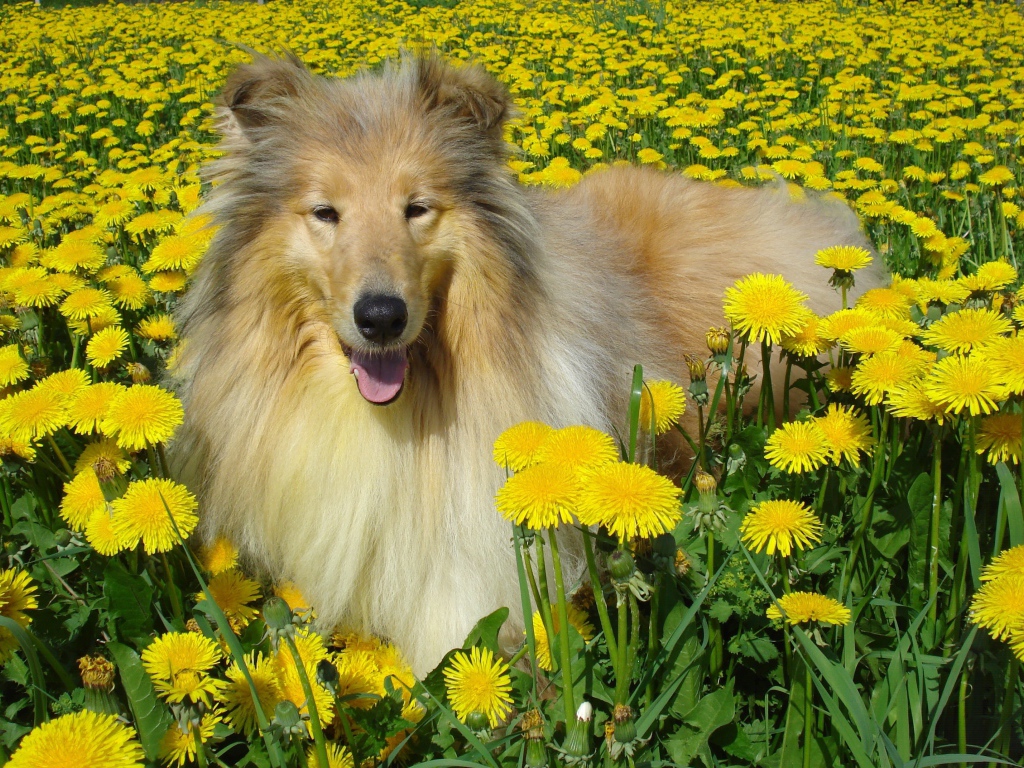 Пушистая колли среди одуванчиков