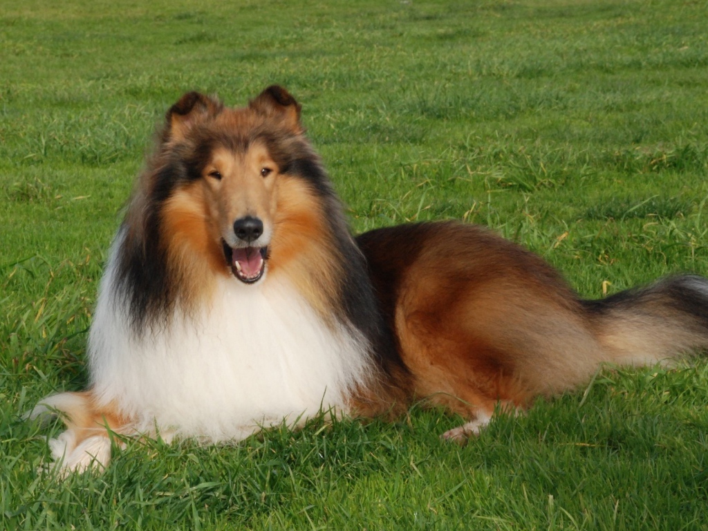 Пушистая колли отдыхает на газоне