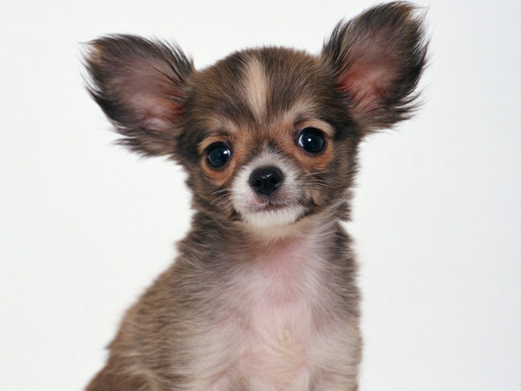 Пушистая собака чихуахуа
