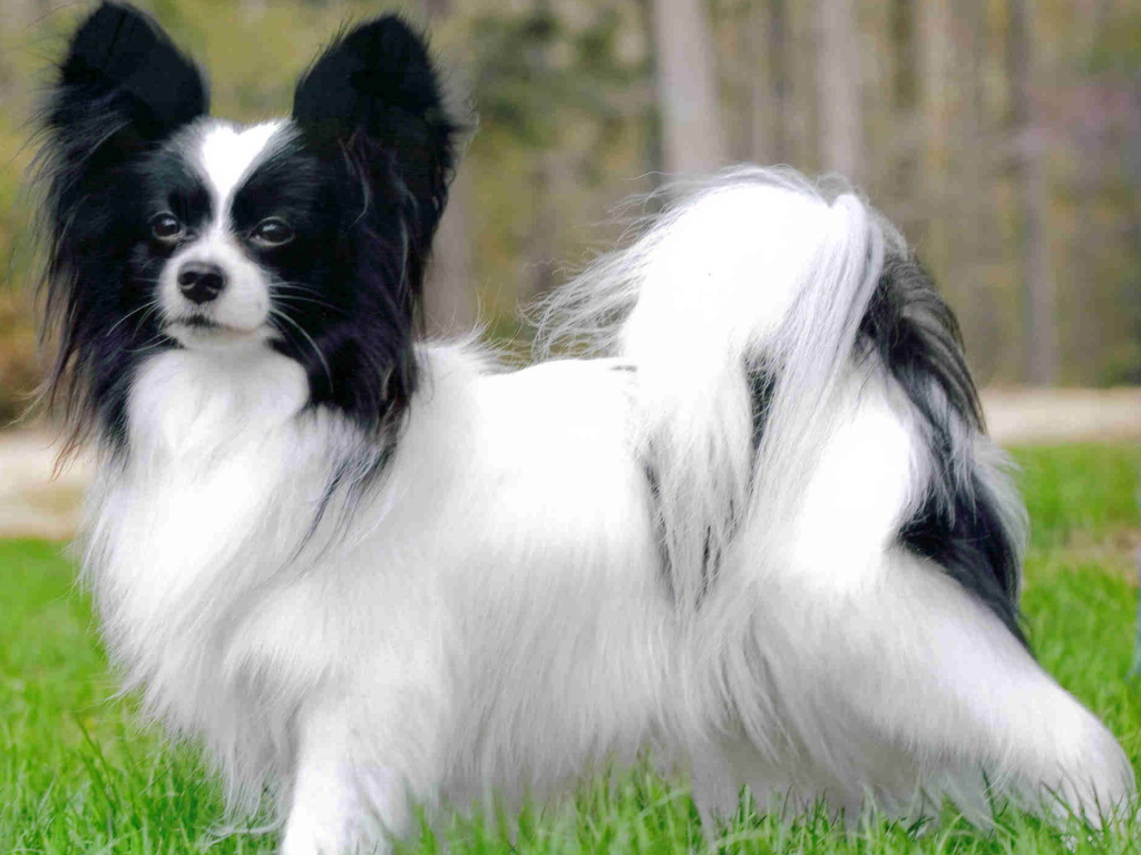 Пушистый папильон на прогулке