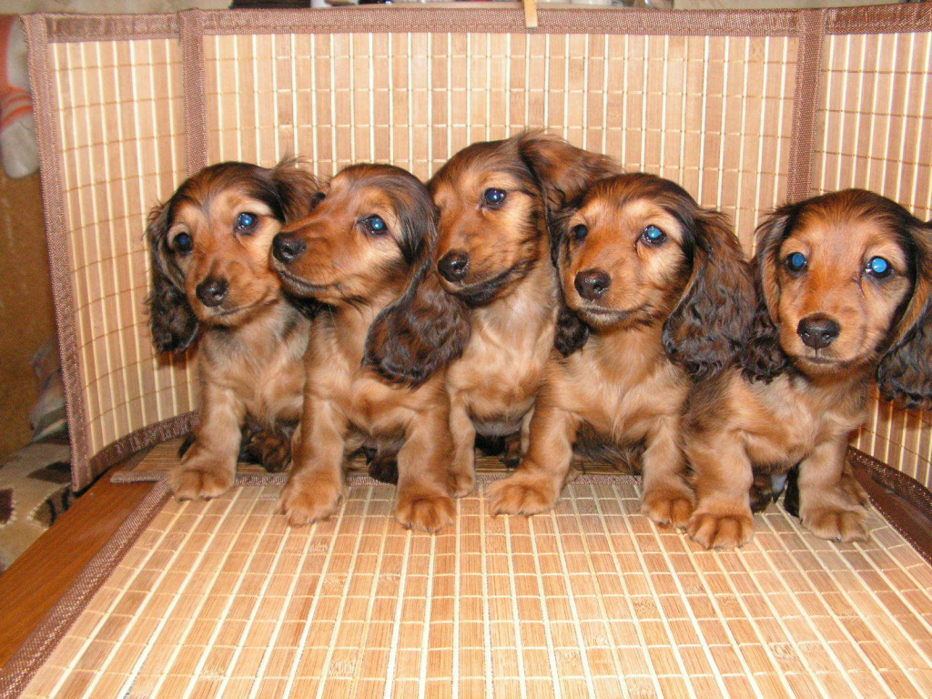 Пушистые щенки таксы