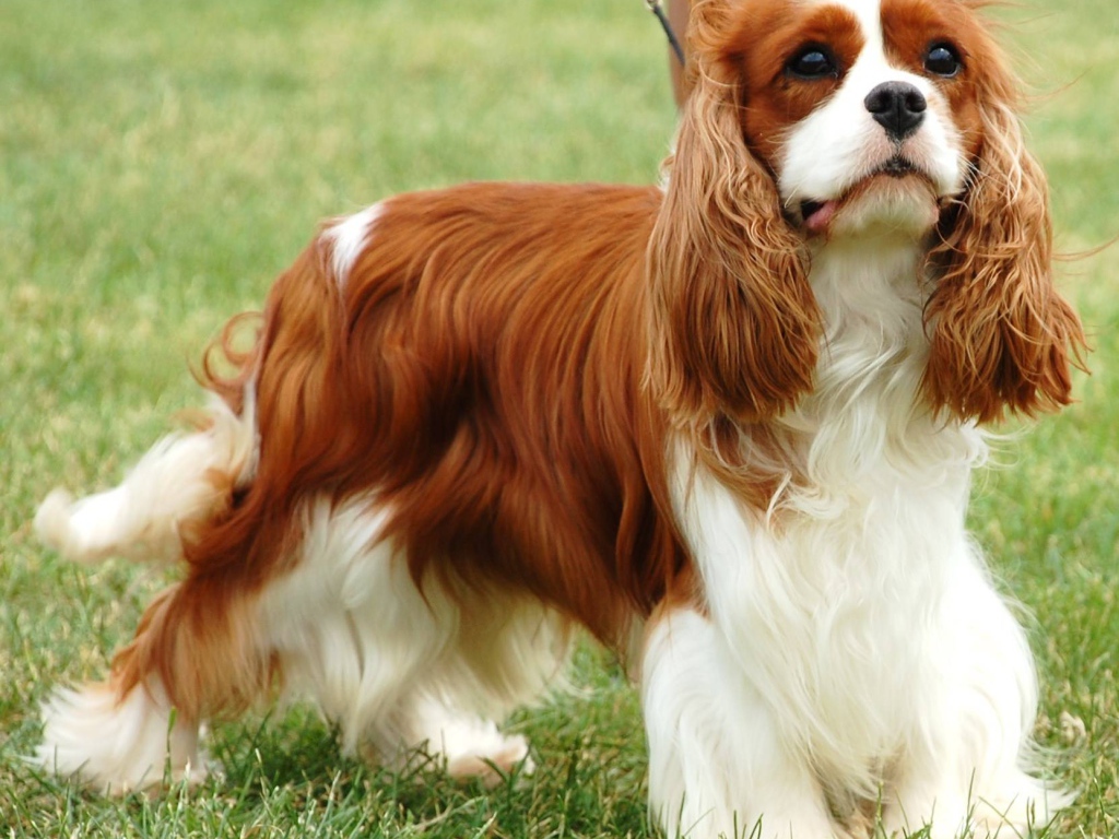 Пушистый спаниель на пирогулке