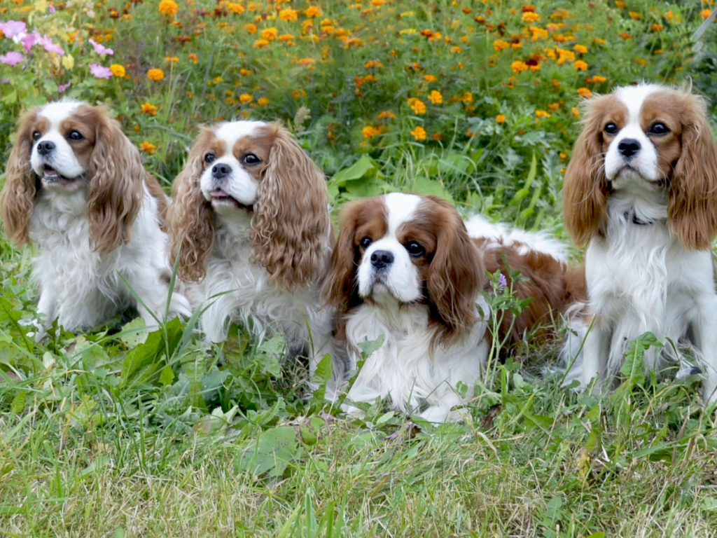 Четверка друзей спаниелей