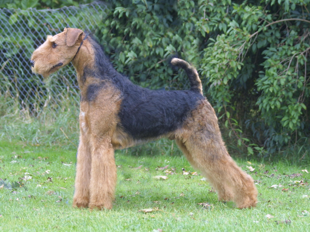 Стойка собаки эрдельтерьера