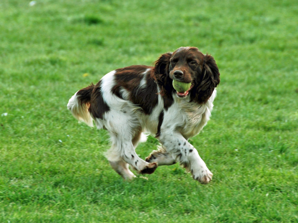 Забавный английский спрингер спаниель