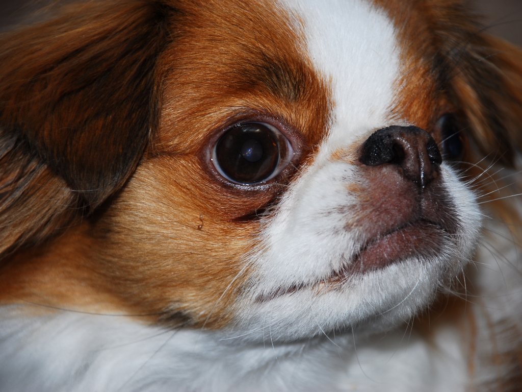 Забавный японский хин