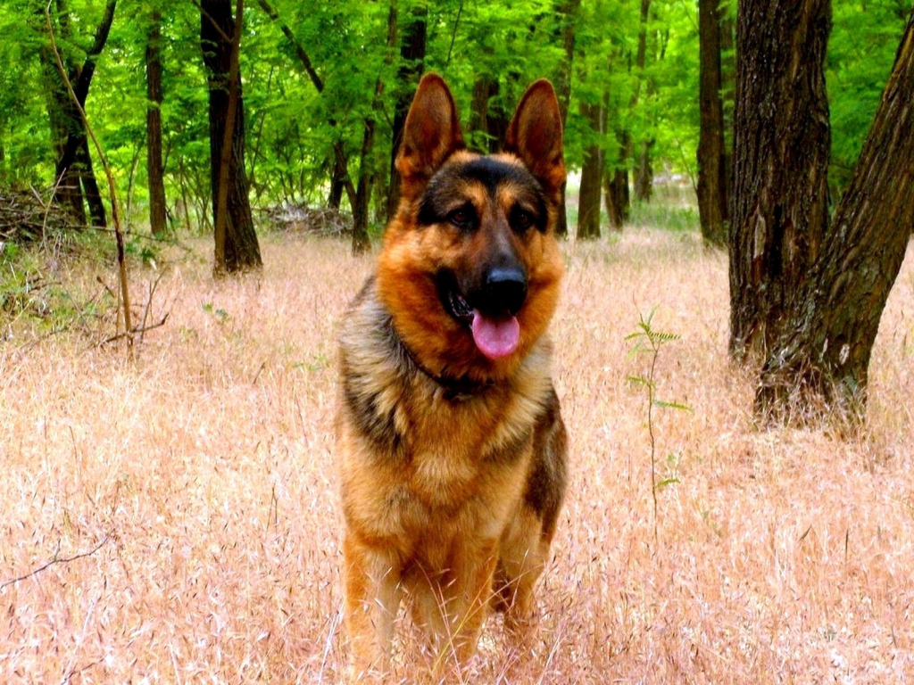 Немецкая овчарка в парке