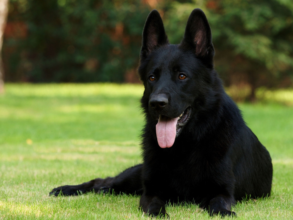 Немецкая овчарка черного цвета
