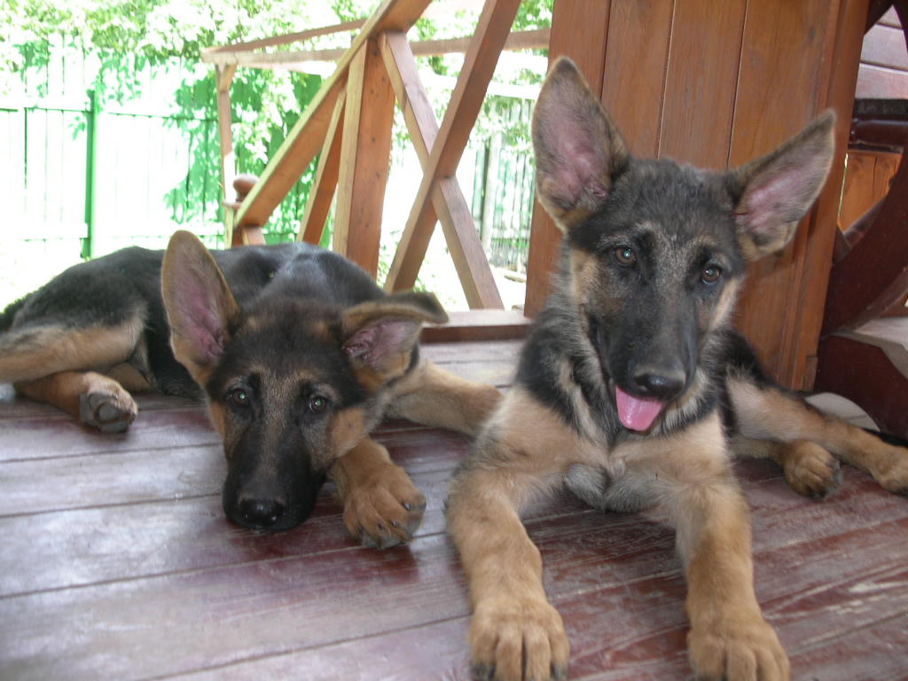 German Shepherd puppies resting on the veranda