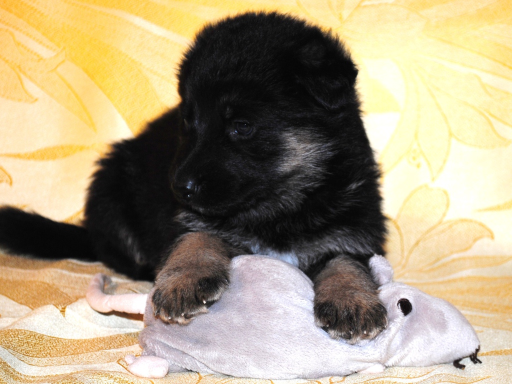 Щенок немецкой овчарки черного цвета