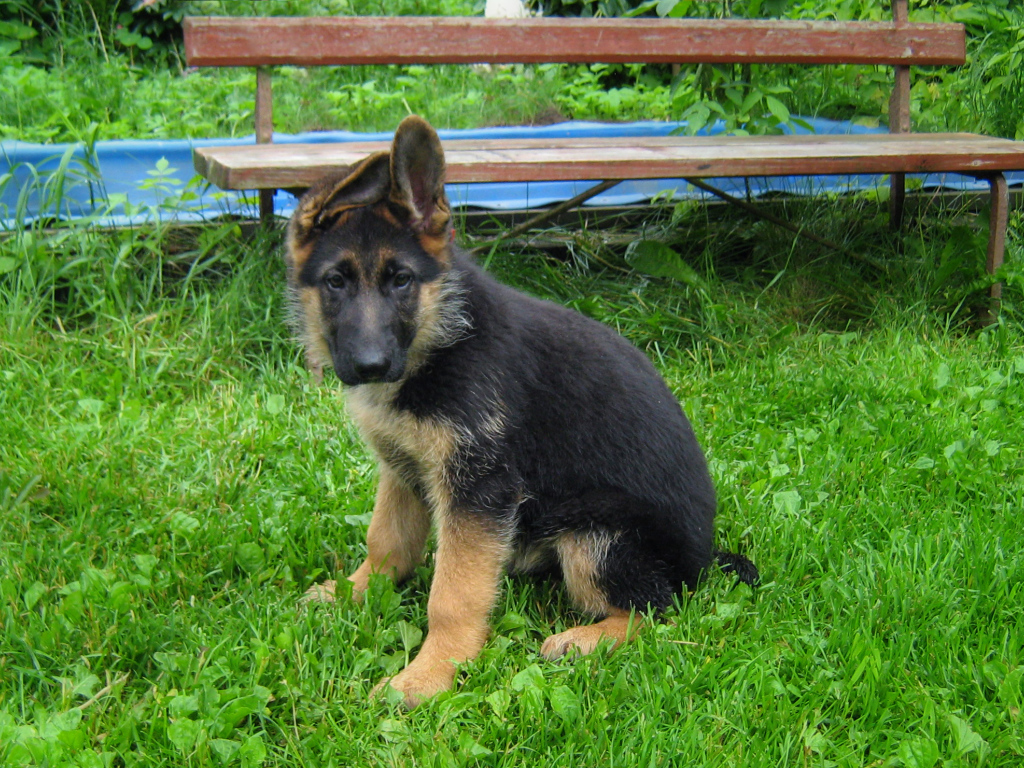 Щенок немецкой овчарки у скамейки