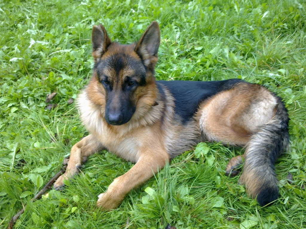 Немецкая овчарка отдыхает на траве