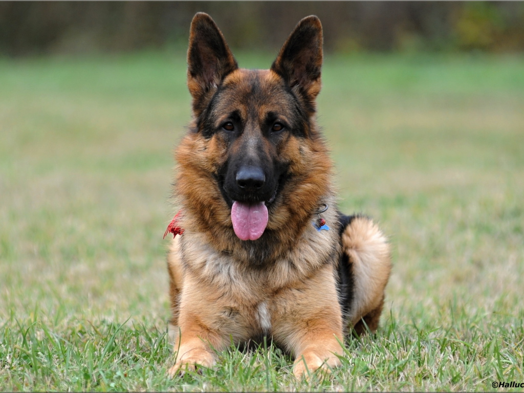 Немецкая овчарка навострила уши