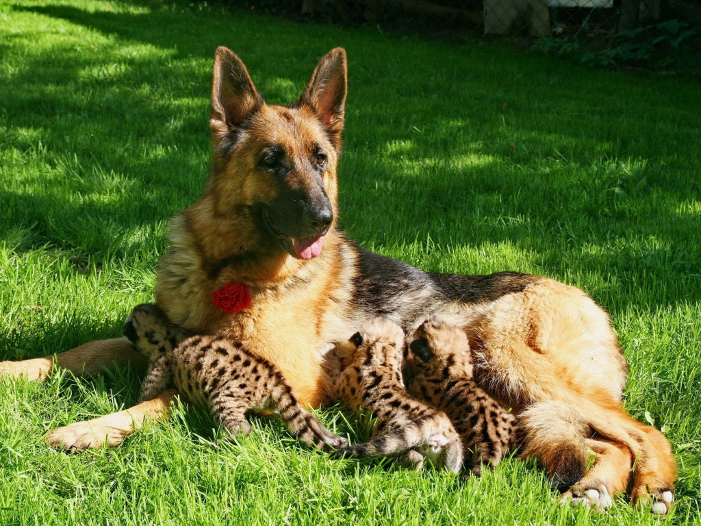 Немецкая овчарка кормит детей леопарда