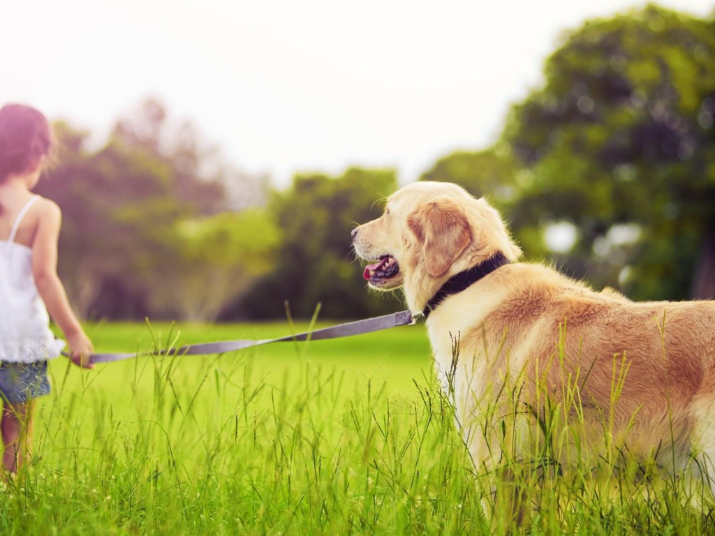 Девочка с золотым ретривером