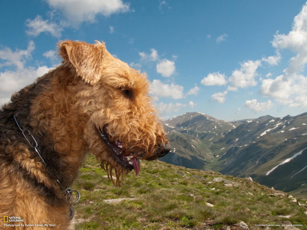 Довольный эрдельтерьер в горах