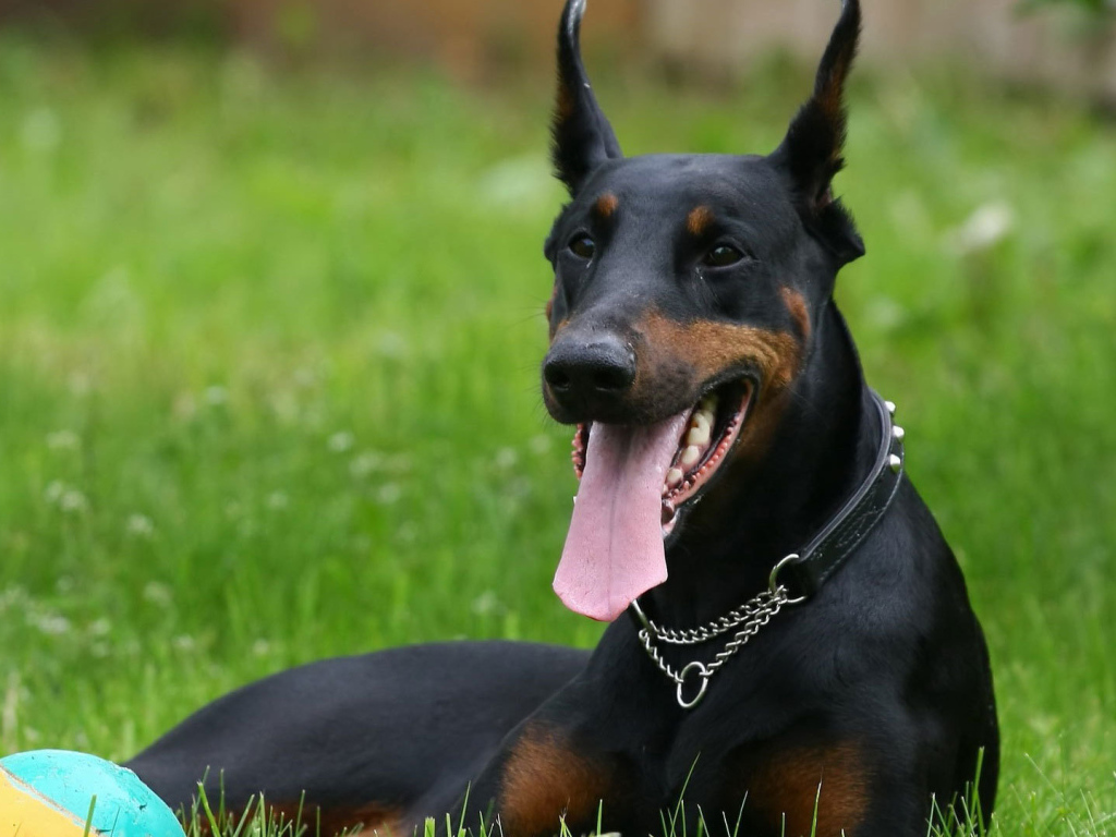 Довольный доберман с мячом