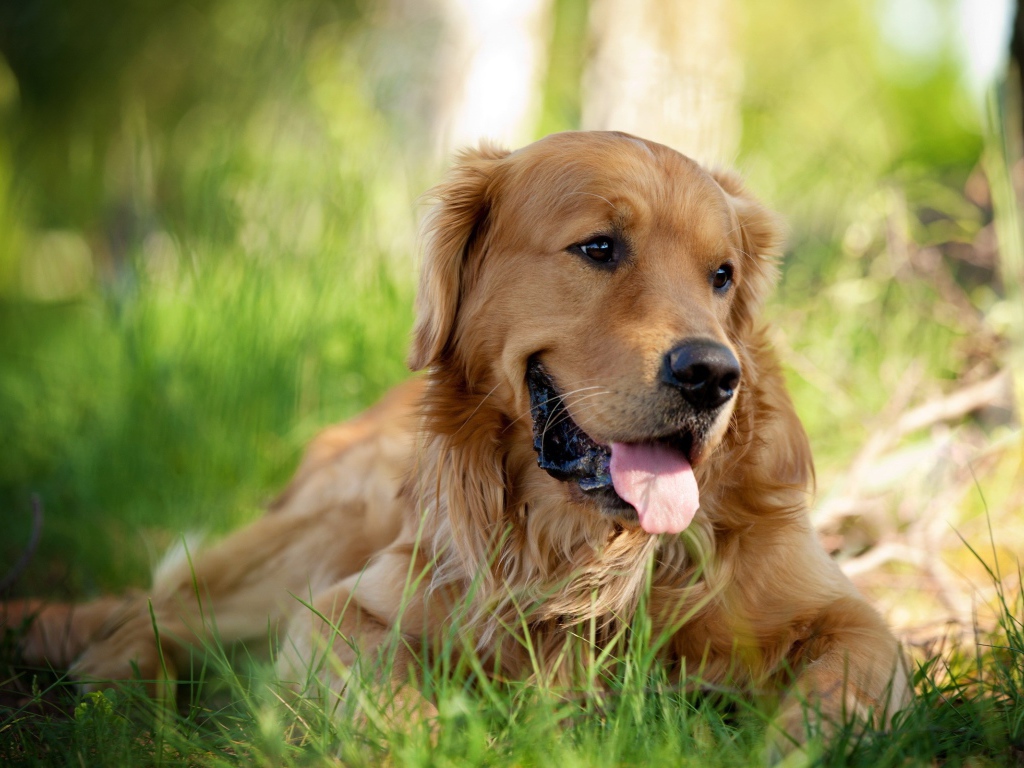Золотой ретривер в парке