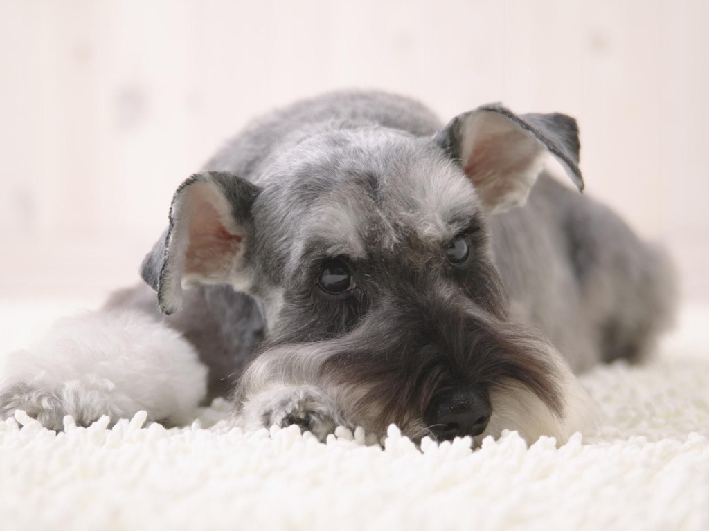 Серый шнауцер лежит на снегу