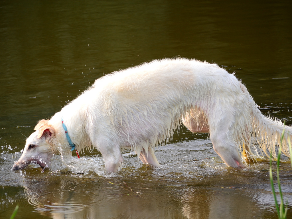 Борзая играет в воде