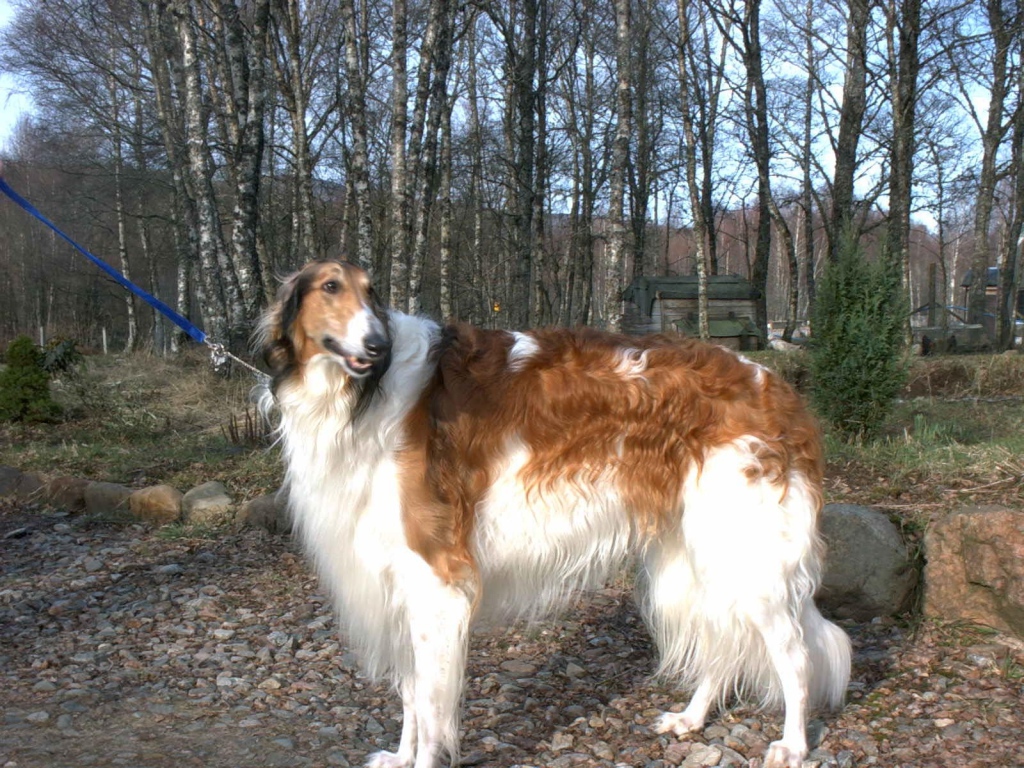 Борзая гуляет на поводке