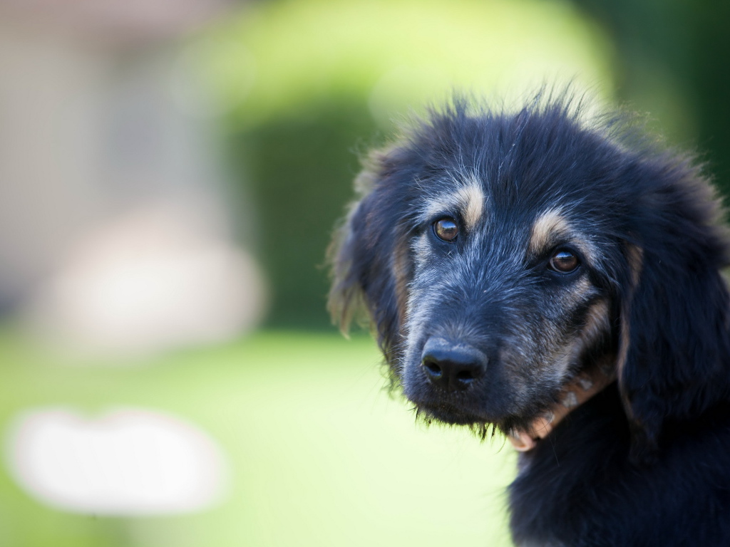 Красивый черный щенок