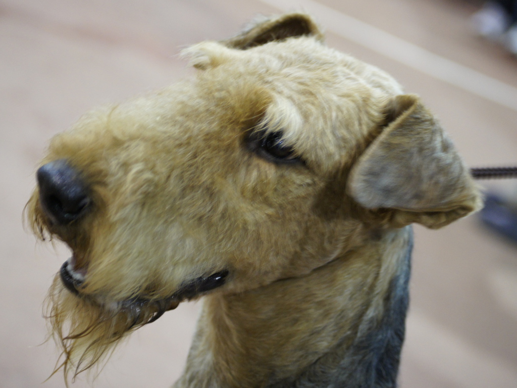 Голова коричневого эрдельтерьера