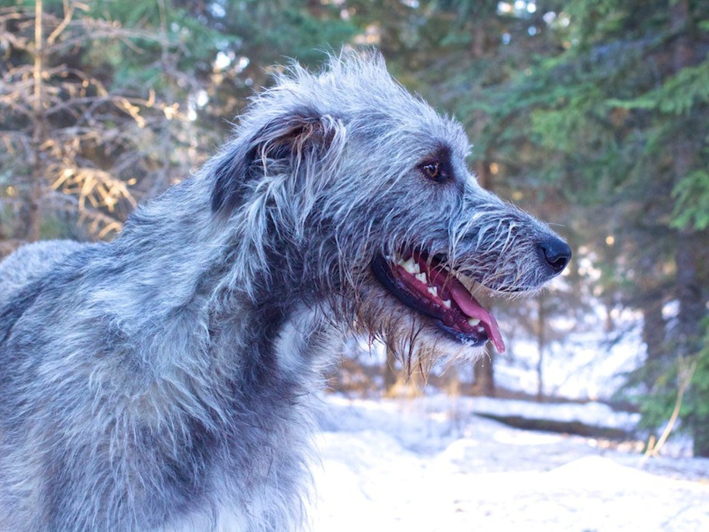 Веселый ирландский волкодав
