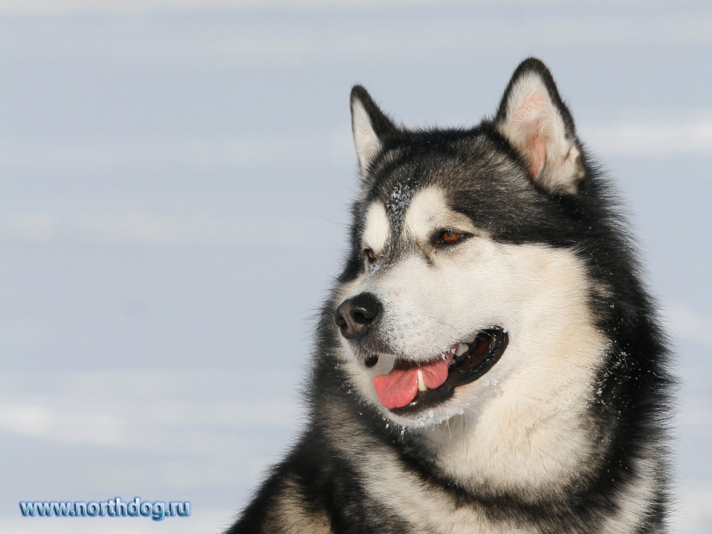 Пес лайка улыбается