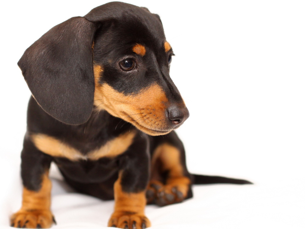 Заинтересованный щенок таксы