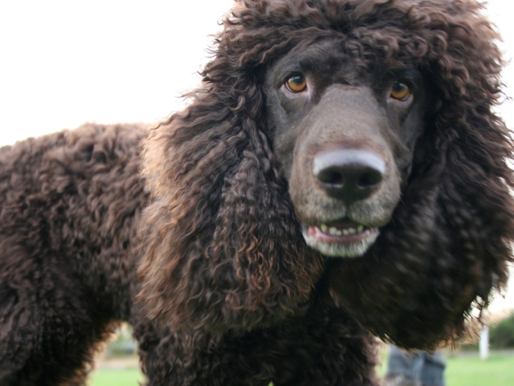 Порода ирландский водяной спаниель