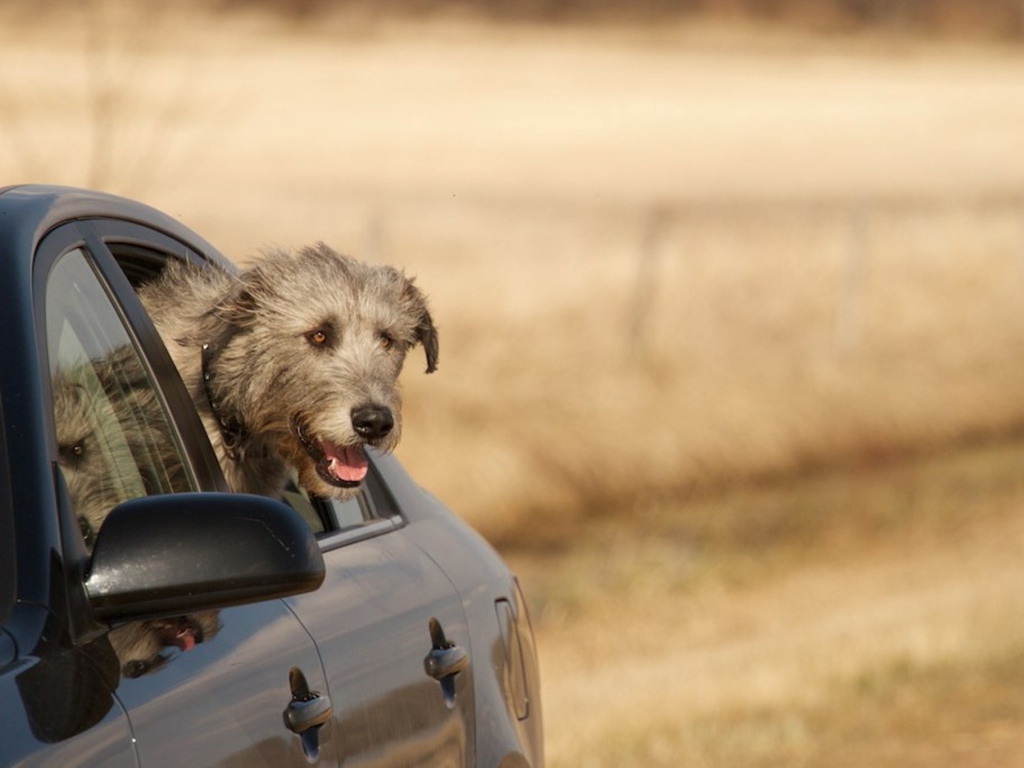 Пес ирландский волкодав смотрит в окно