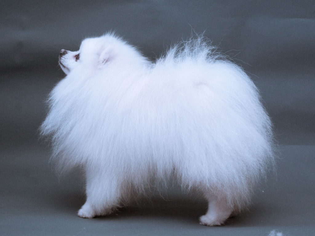 Японский шпиц позирует