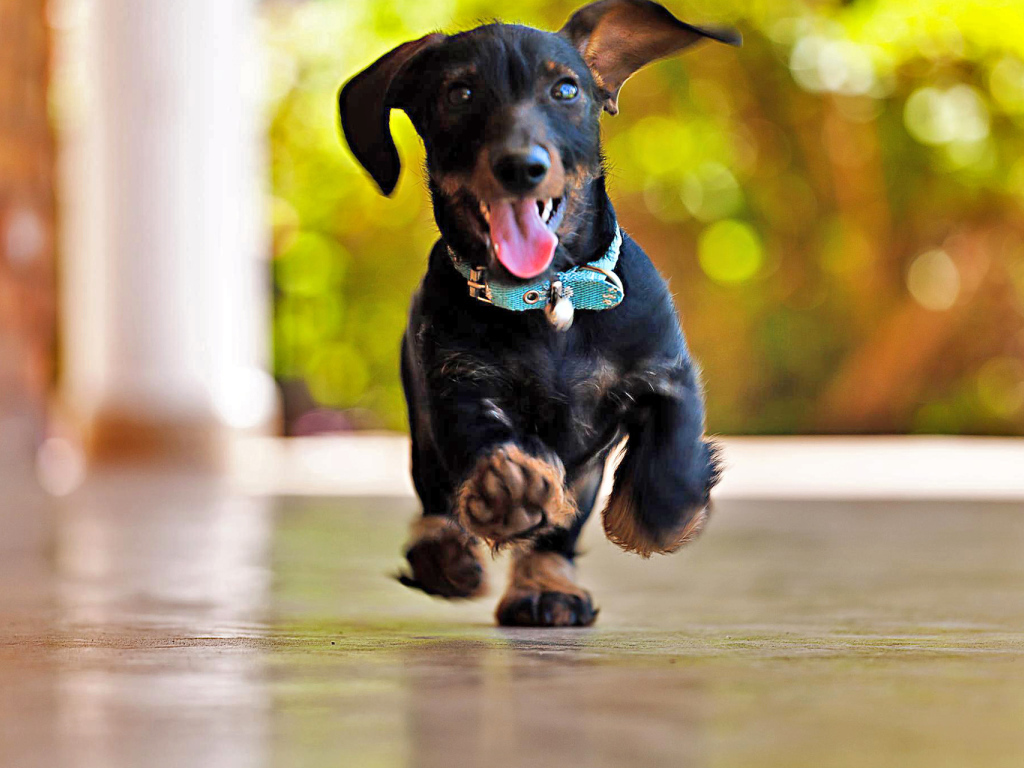 Радостная такса бежит