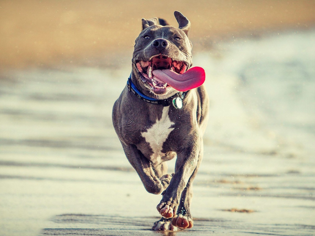 Радостный питбуль бежит