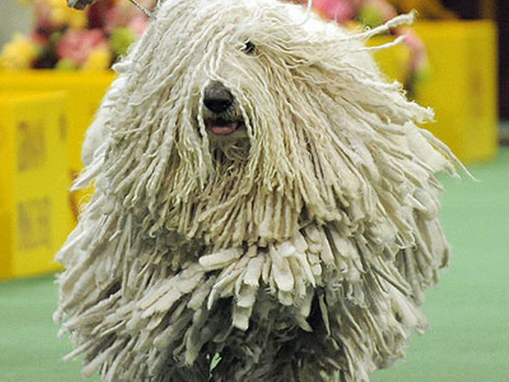 Комондор бежит навстречу