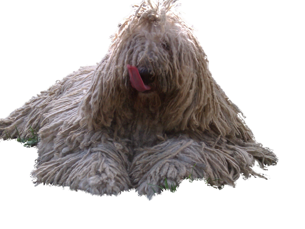 Комондор показывает язык