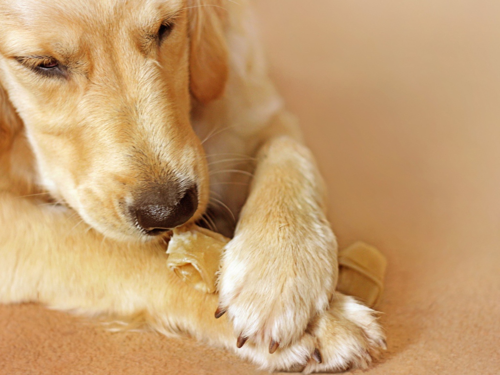 Лабрадор ест