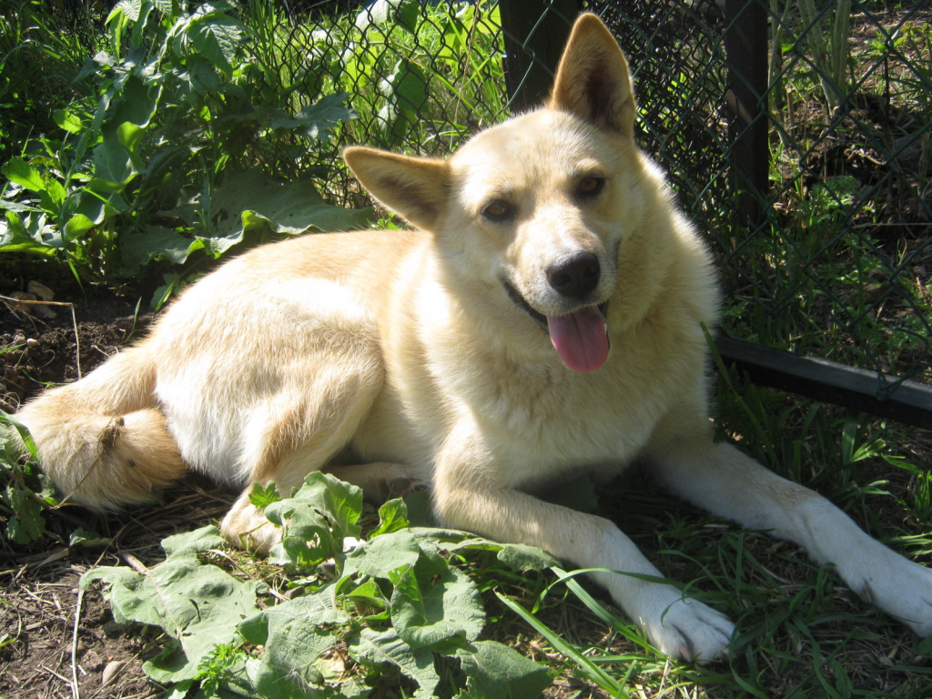 Лайка лежит у забора