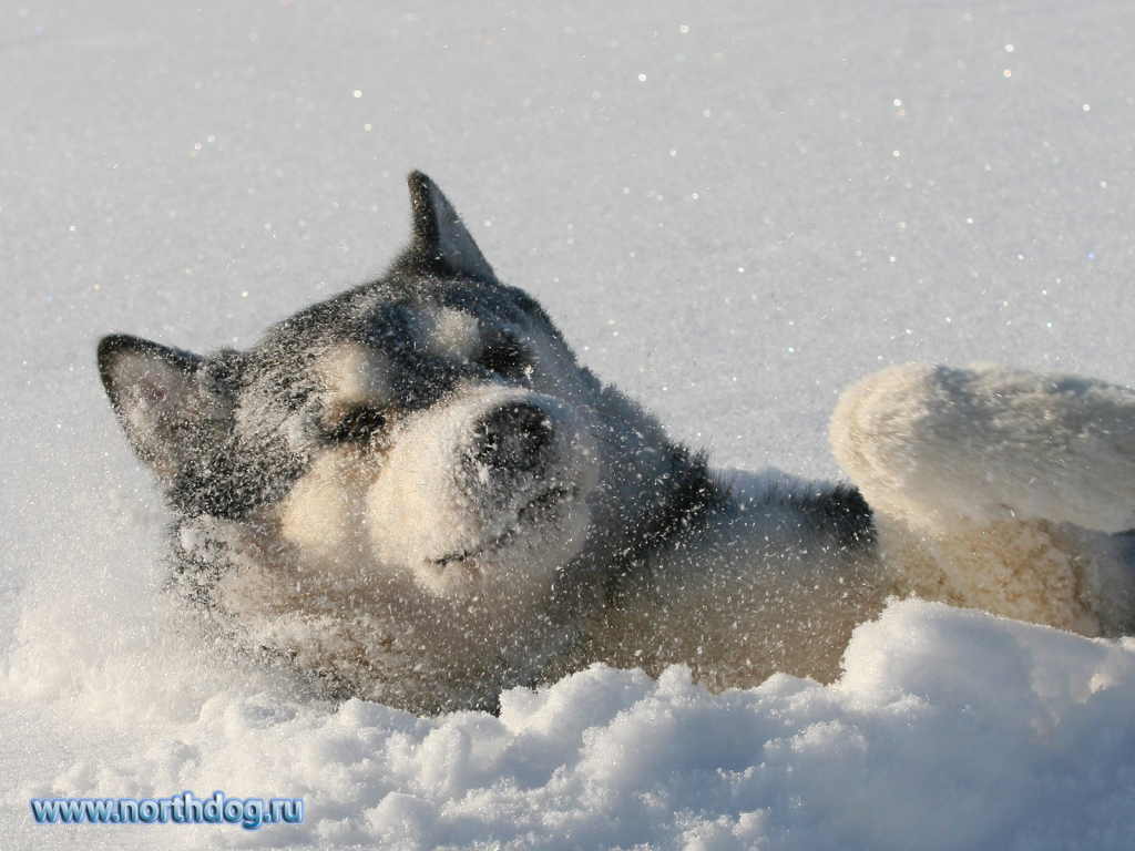 Лайка лежит в снегу