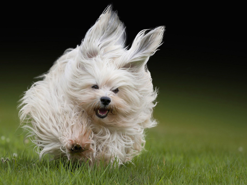 Болонка бежит по траве