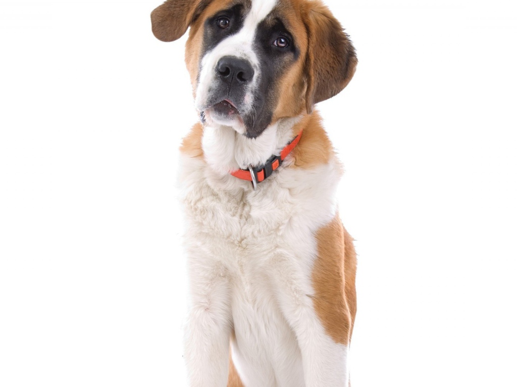 Маленький пес сенбернар