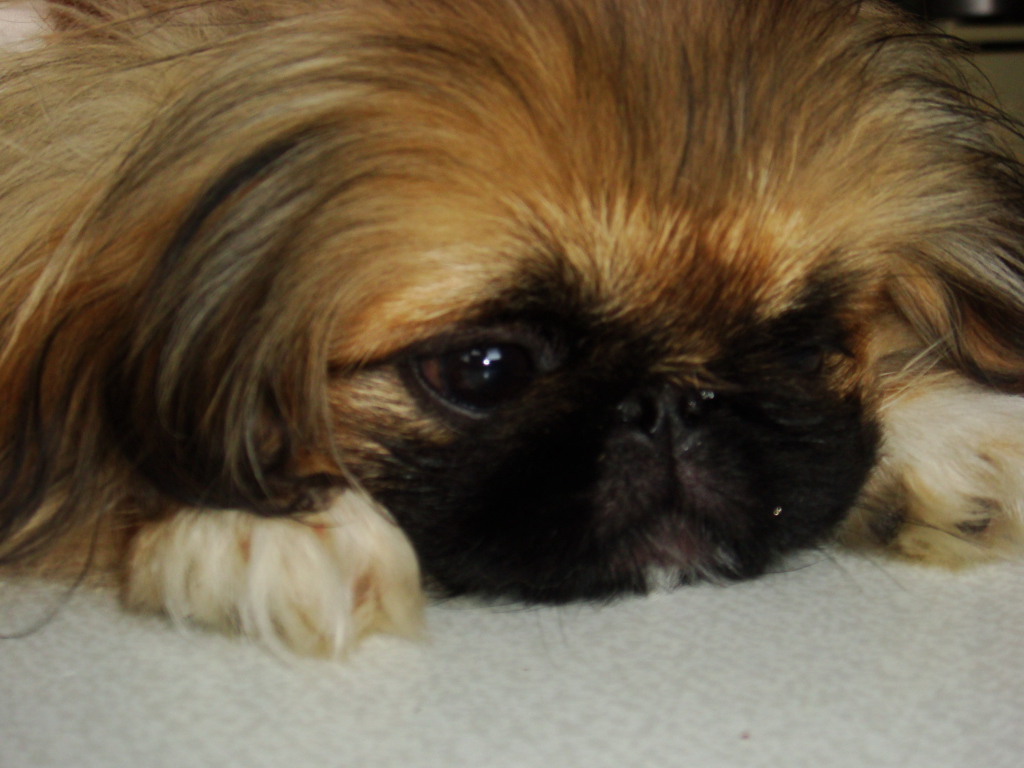 Маленькая девочка пекинес