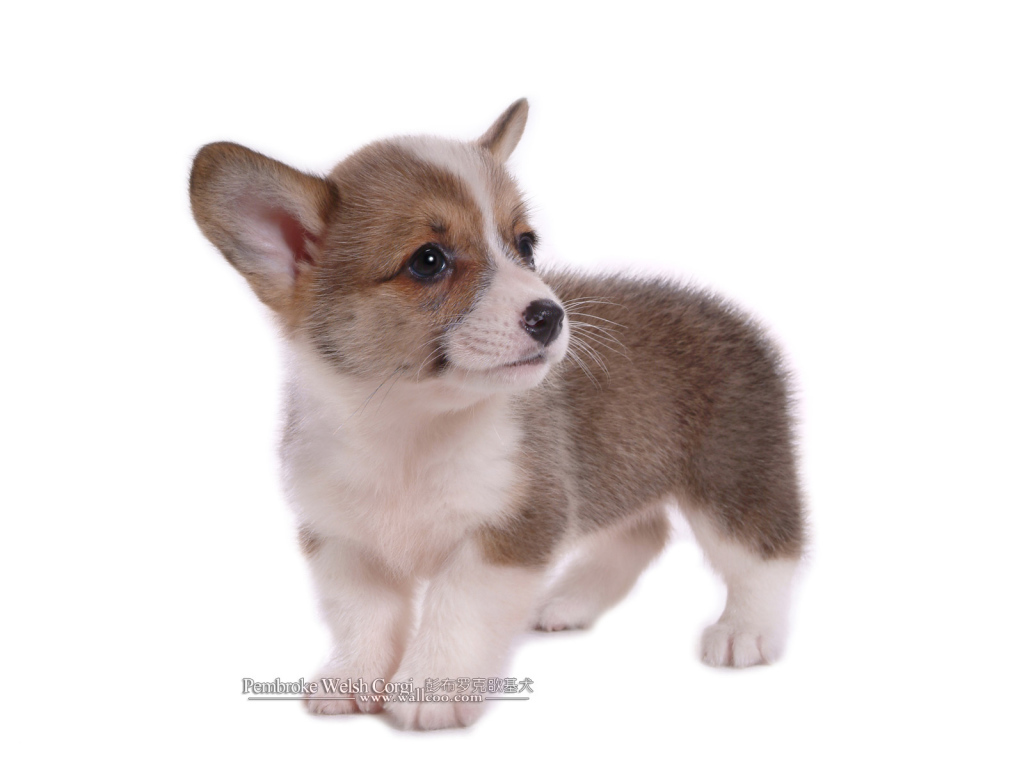 Маленький щенок вельш-корги