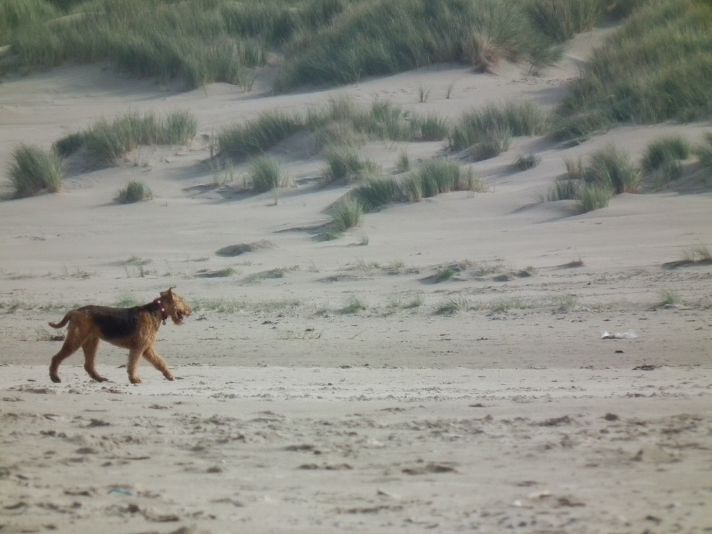 Одинокий эрдельтерьер в пустыне