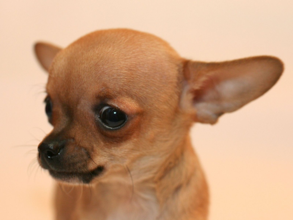 Взгляд собаки чихуахуа